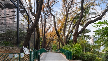 The Old & Valuable Tree Trail – these large old trees provide striking silhouette in Autumn.